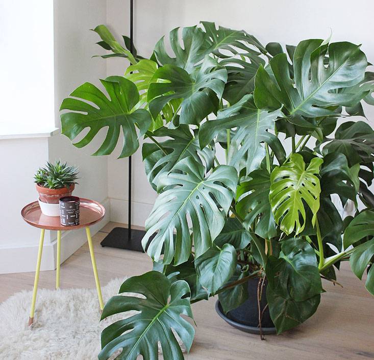 От монстеры болит голова