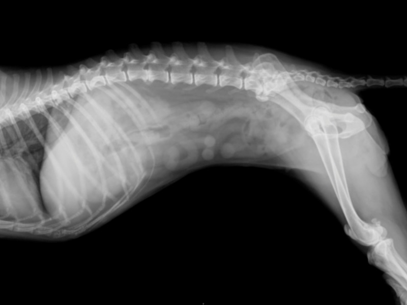 почему болит спина у собаки