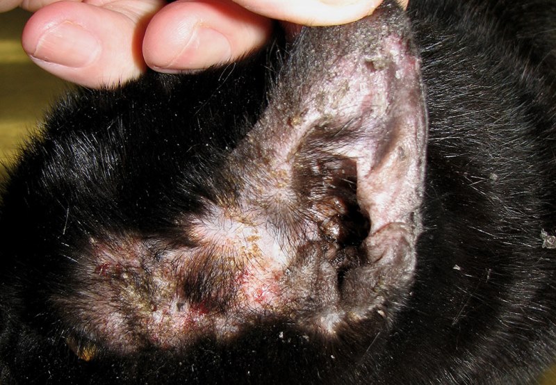 У кота болят уши и трясет головой