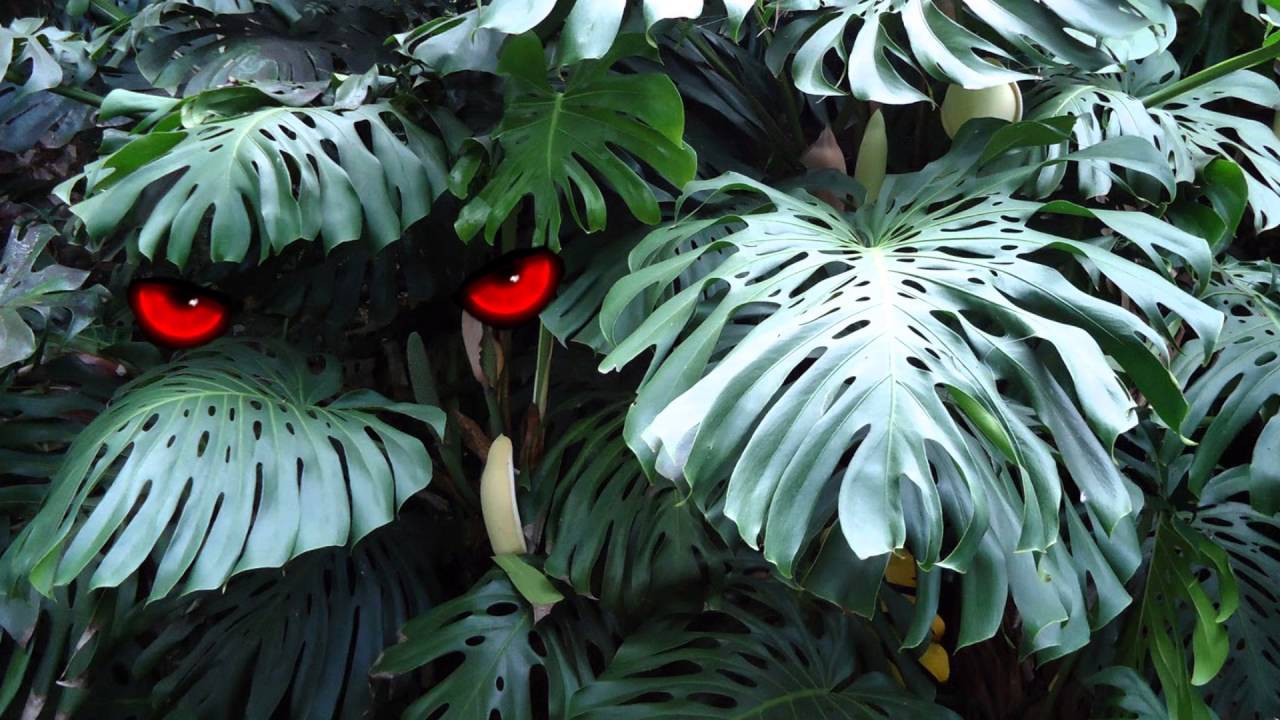 От монстеры болит голова