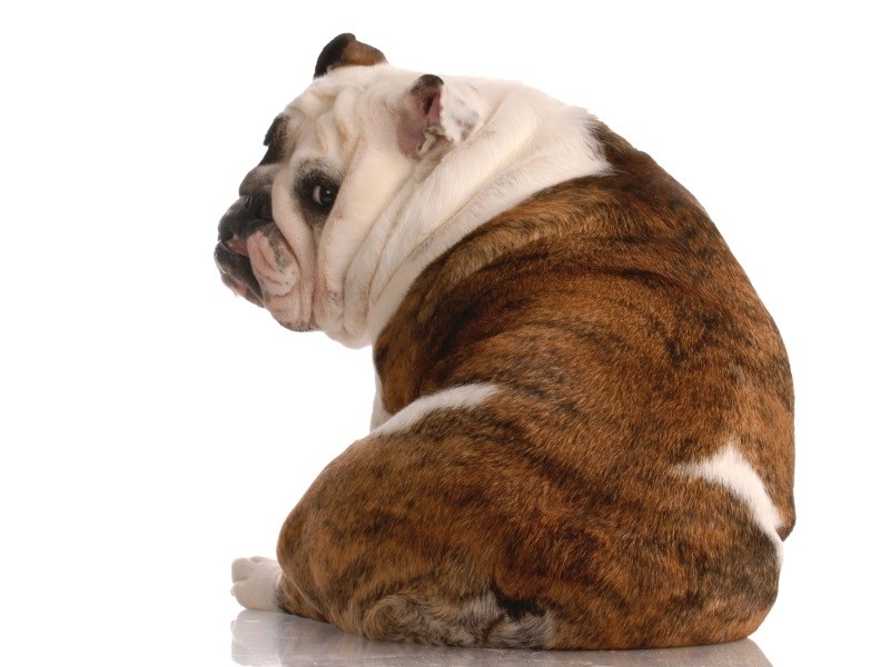 почему болит спина у собаки