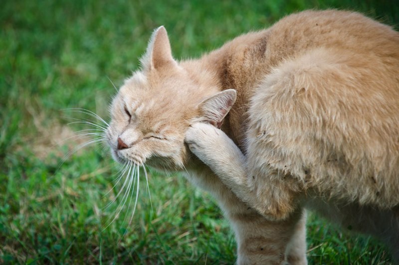 У кота болят уши и трясет головой