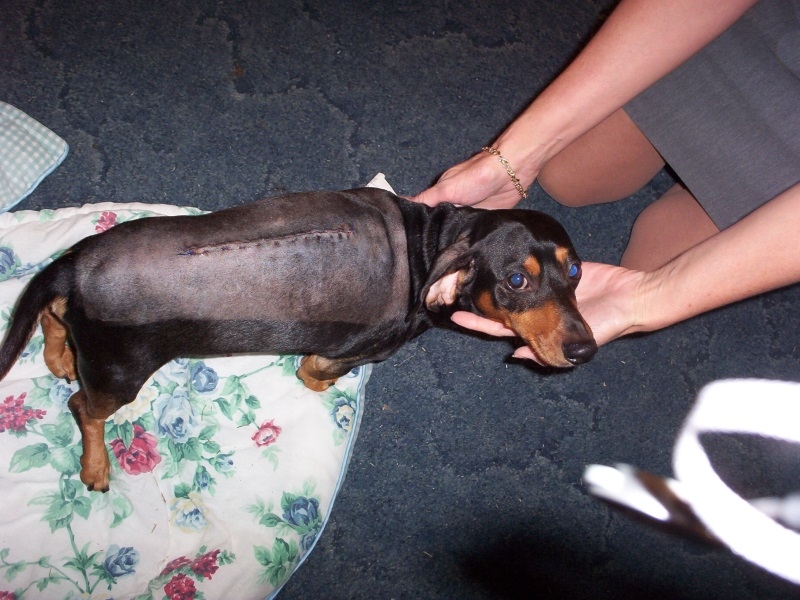 почему болит спина у собаки