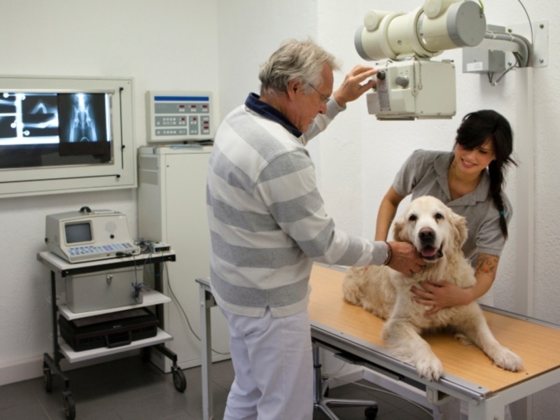 почему болит спина у собаки