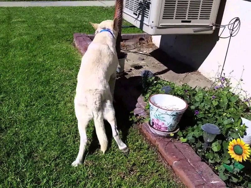 почему болит спина у собаки