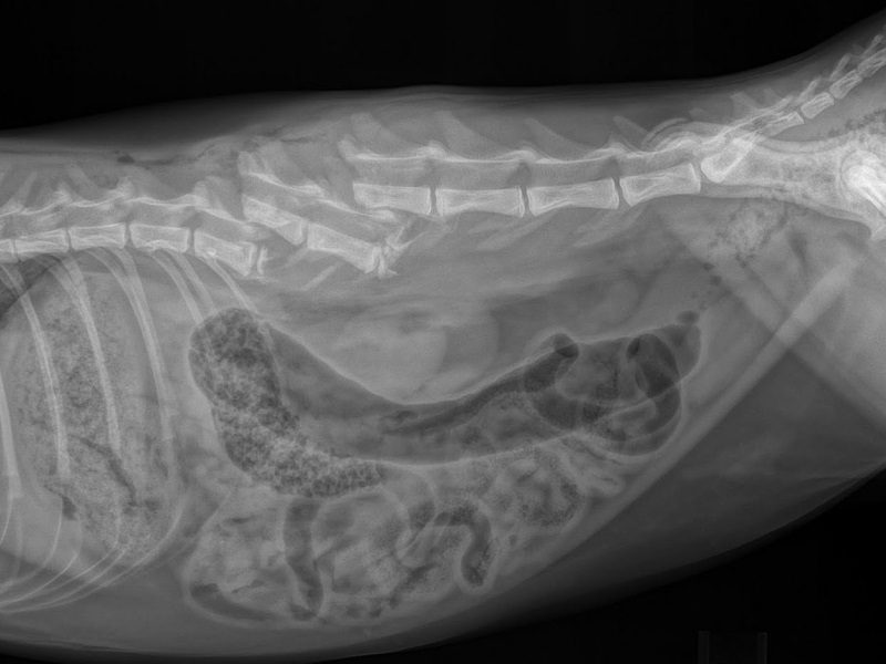 почему болит спина у собаки