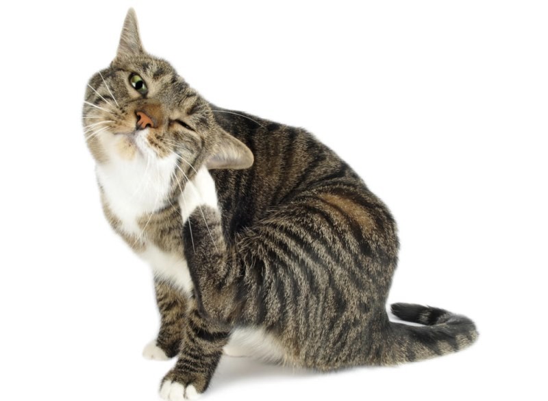 У кота болят уши и трясет головой