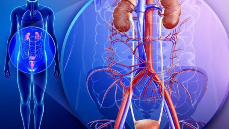 Повреждения органов брюшной и грудной полости