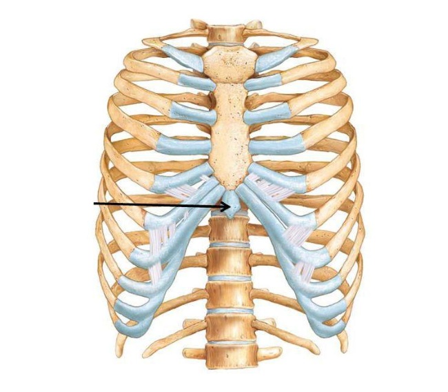 Расположение мечевидного отростка грудины Расположение мечевидного отростка грудины