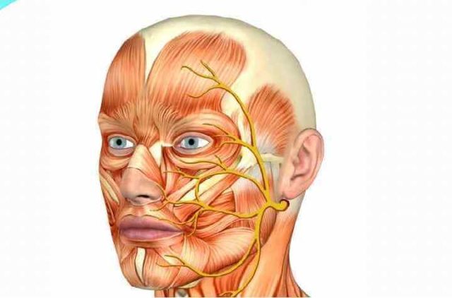 Строение лица